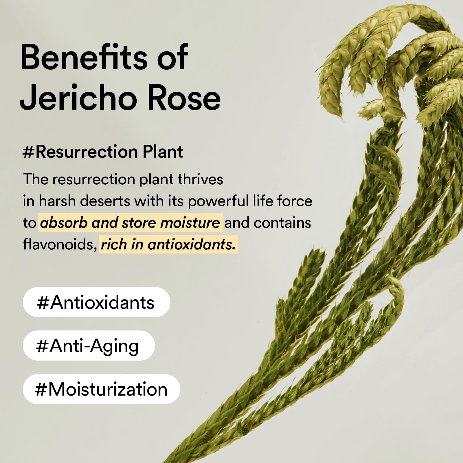 Abib Non animal Collagen Eye Cream Jericho Rose Tube 1 01 fl - Abib Official Product Imagery - 7