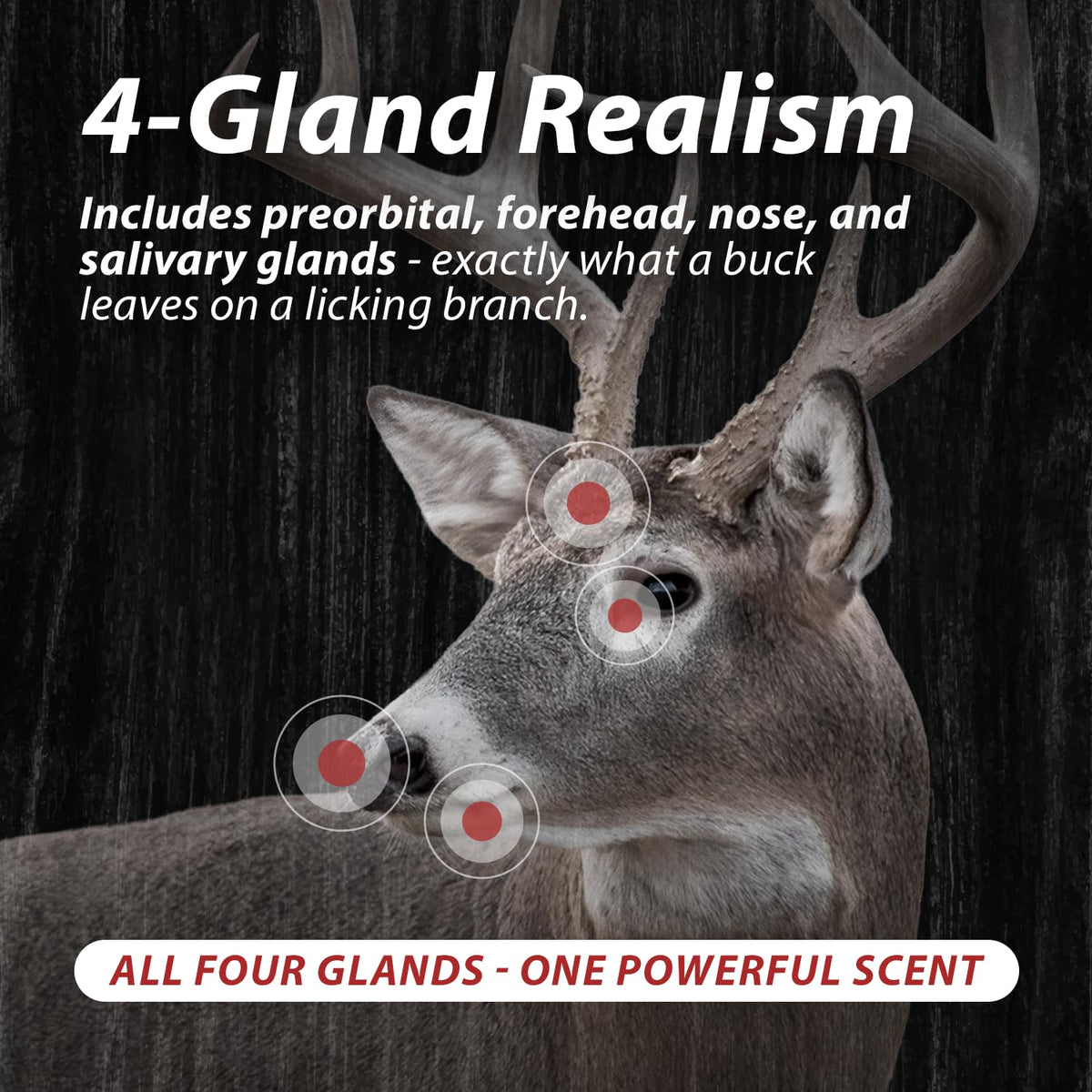 Gland Slam Whitetail Multi Gland Deer Scent - Outdoor Hunting Lab Official Imagery - 4