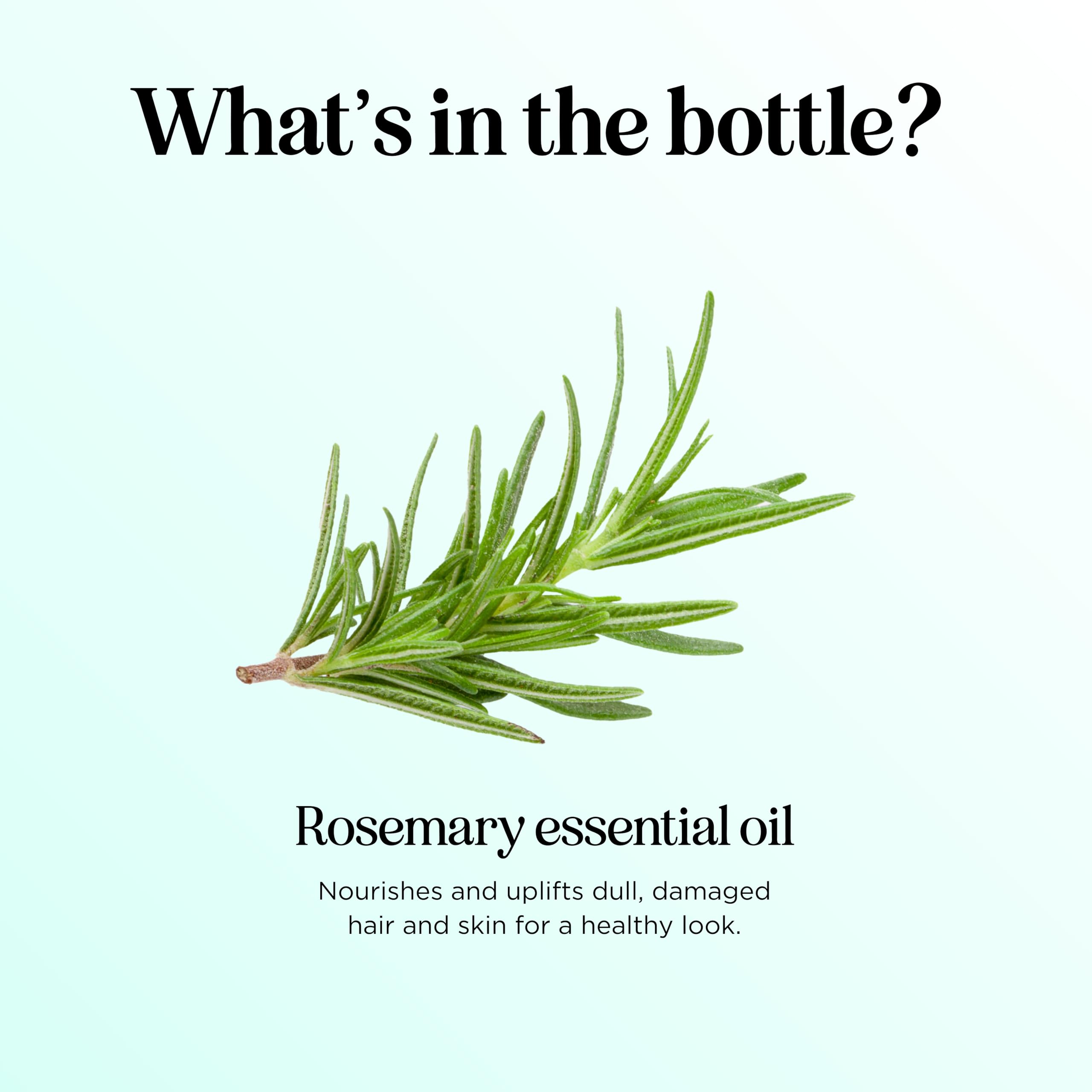 Maple Holistics Pure Rosemary Essential Oil with Dropper - Undiluted Rosemary - Maple Holistics Official Product View 4