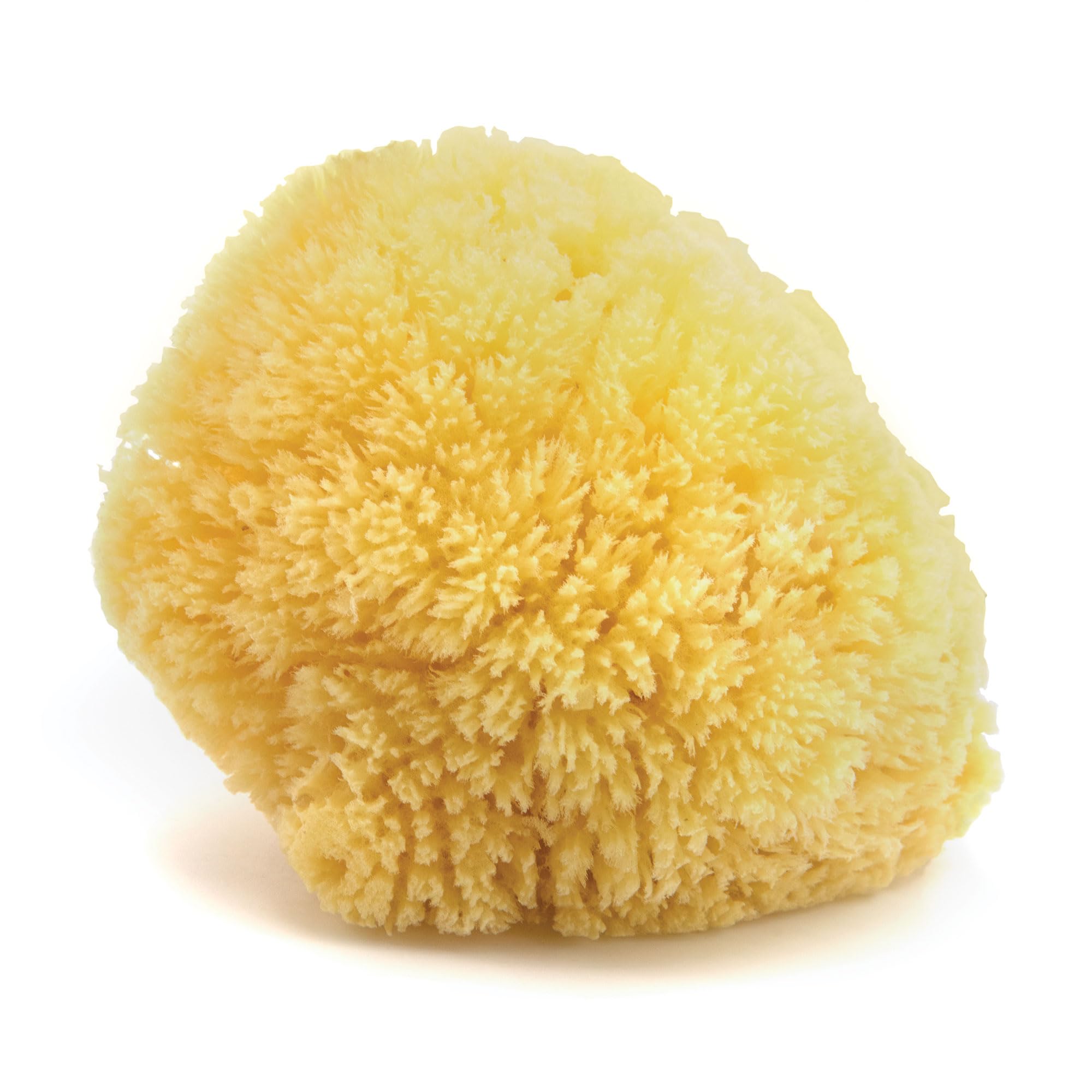 Neptune Caribbean Sea Sponge, Large, Approx. 6-7 in, Exfoliating - Product Imagery