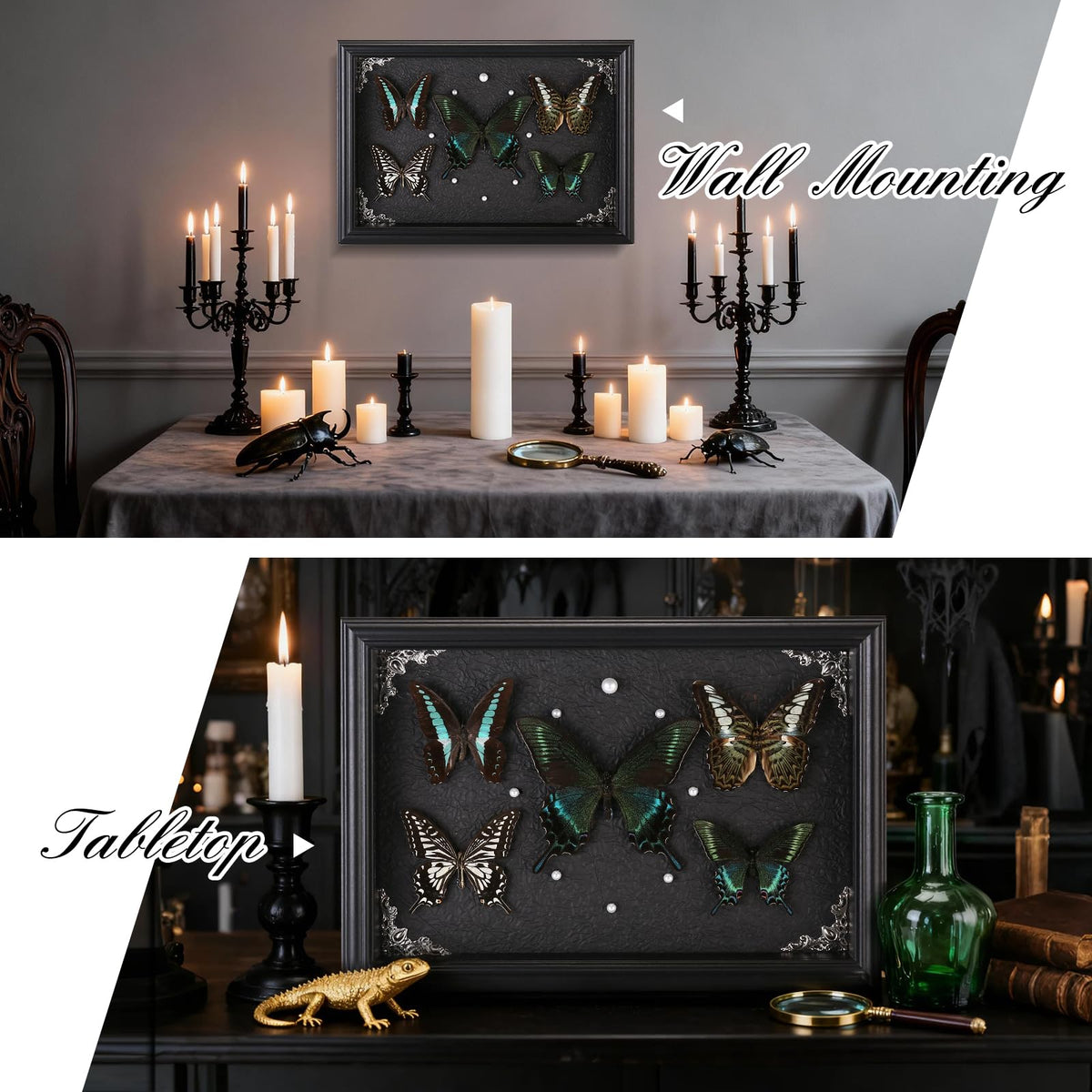 Real Framed Butterfly Taxidermy Collection - Duxjaqu Official Imagery - 8