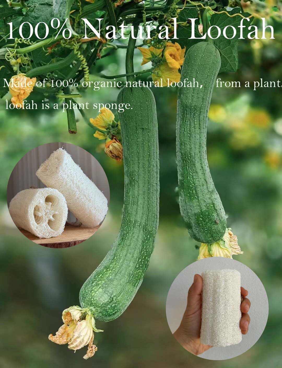 Rainbow Moon 100% Natural Loofah Exfoliating Body and Face Sponge Scrubber for - Rainbow Moon Official Product View 5