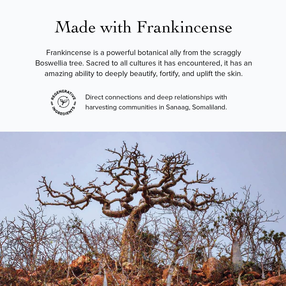 evanhealy Argan Intensive Serum - Handcrafted Argan Oil with Organic Ess - evanhealy Official Product View 8