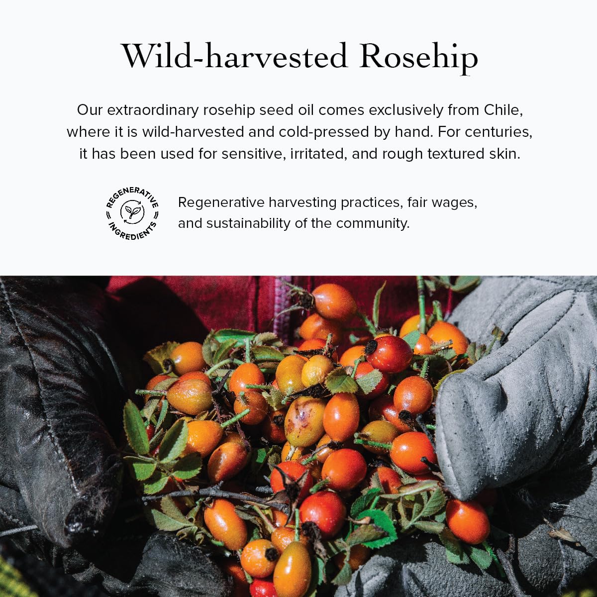 evanhealy Rosehip Calming Serum - Blue Skin Care Line with Organic Whole - evanhealy Official Product View 7