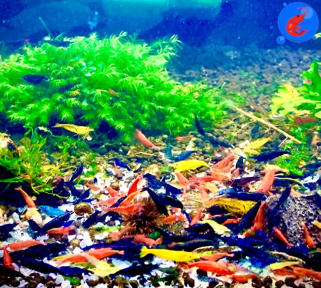 Generic Shrimp Up Aquatics 20 Mixed Color Neocaridina Shrimp - Premium Selection Official Imagery - 2