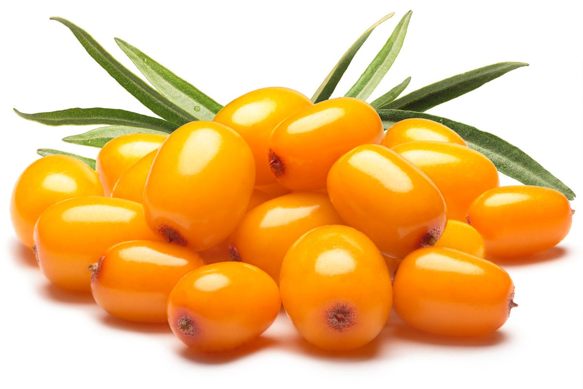 US Organic Sea Buckthorn Berry Oil Supercritical CO2 - US Organic Official Imagery - 5