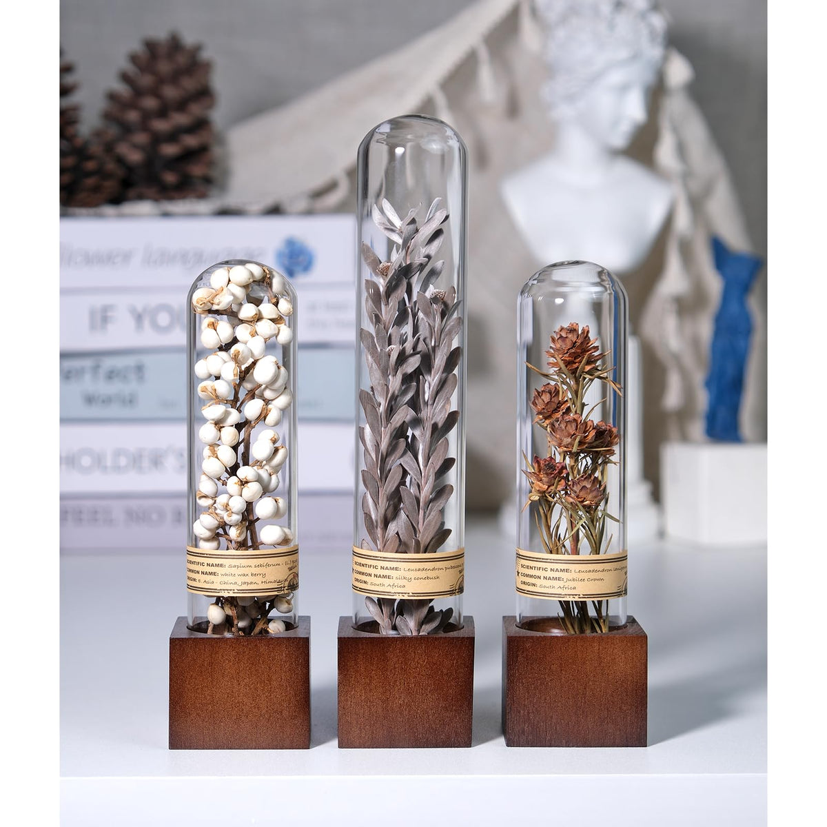 3Pcs Dried Flower Decor Knick Knacks for Shelves Cool Stuff - SKOGSKUNST Official Imagery - 3