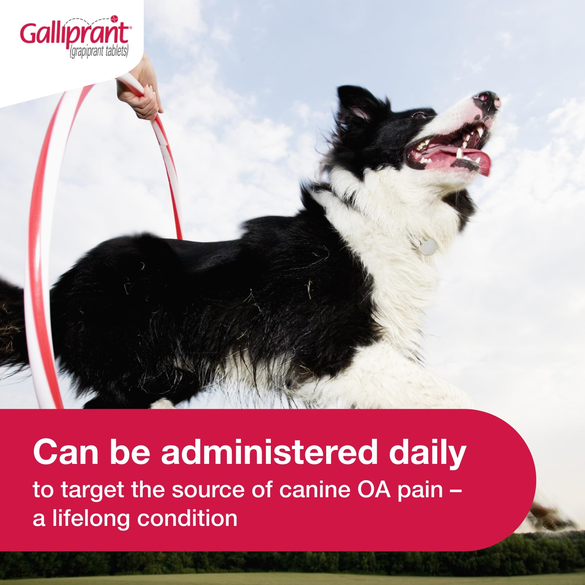 Galliprant   Tablets for Dogs, 100 mg, 30ct - Galliprant Official Product View 3