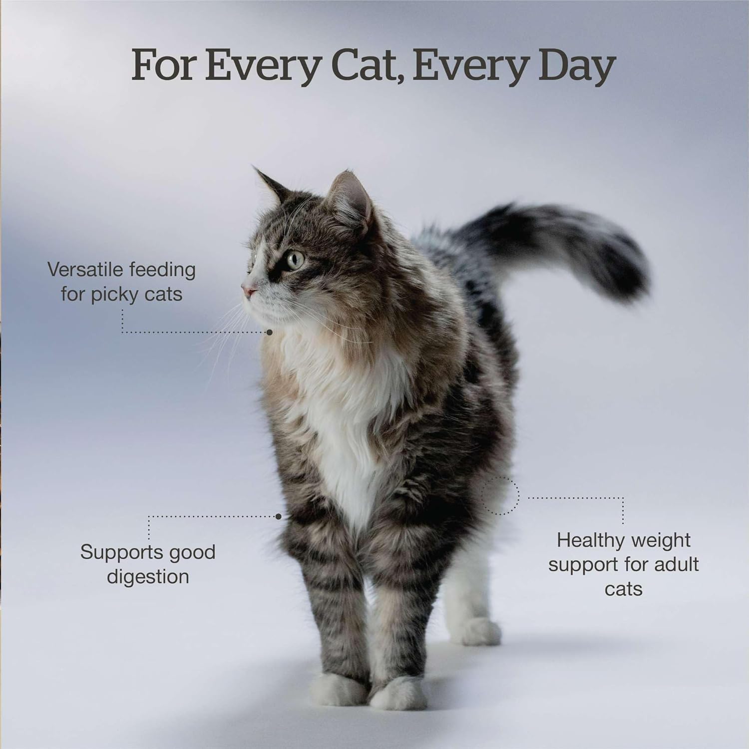 Now Fresh grain-free dry cat food with salmon, healthy kibble in a 3 lb bag, showcasing the salmon-flavored cat food pieces.