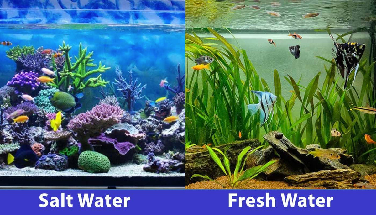 SICCE Nano Micron Small Internal Aquarium Filter 53 GPH - Sicce Official Imagery - 2