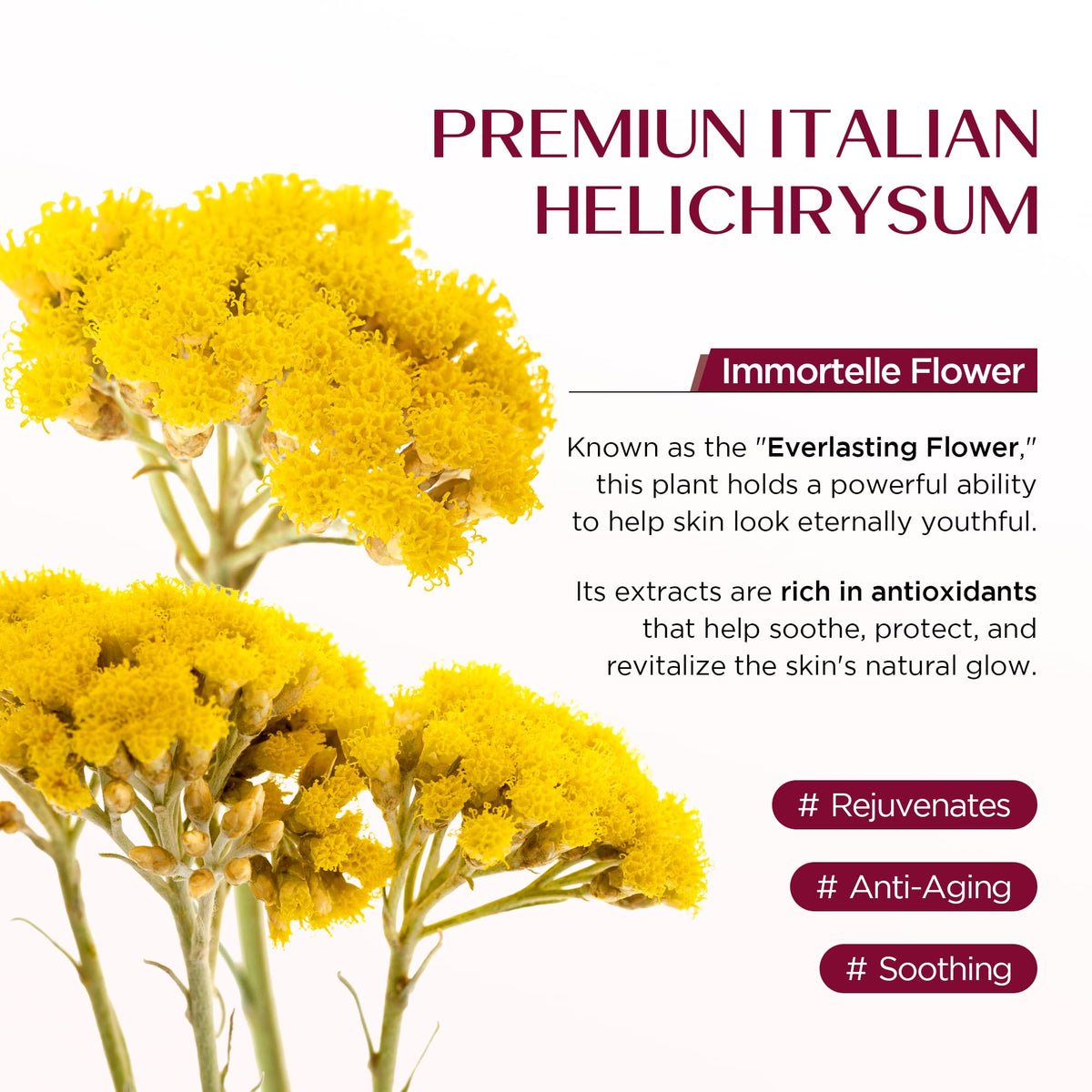 Vigority Helichrysum Balm Soothes Repairs Restorative Arnica - Vigority Official Imagery - 6