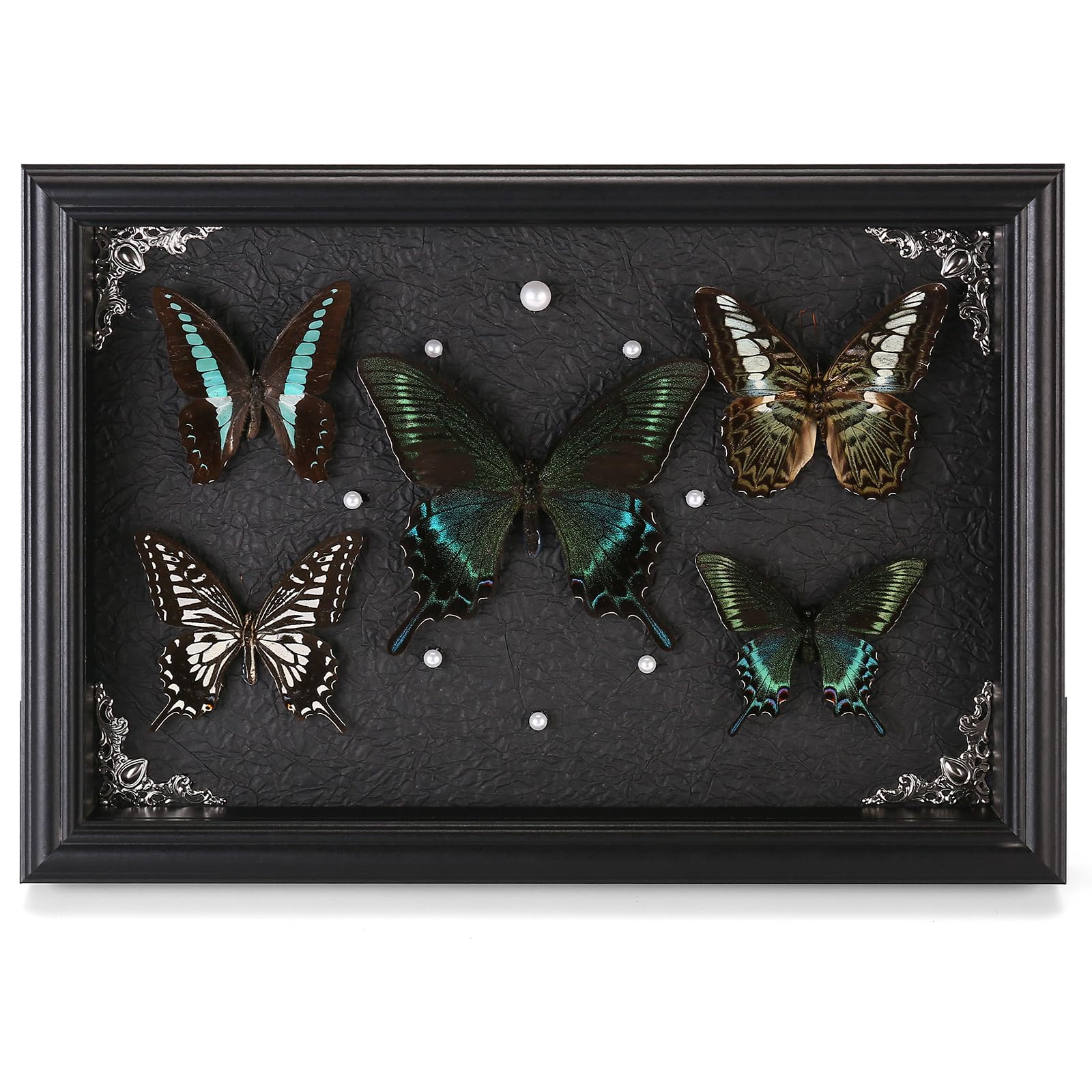 Real Framed Butterfly Taxidermy Collection - Set of 5 in Shadow - Product Imagery