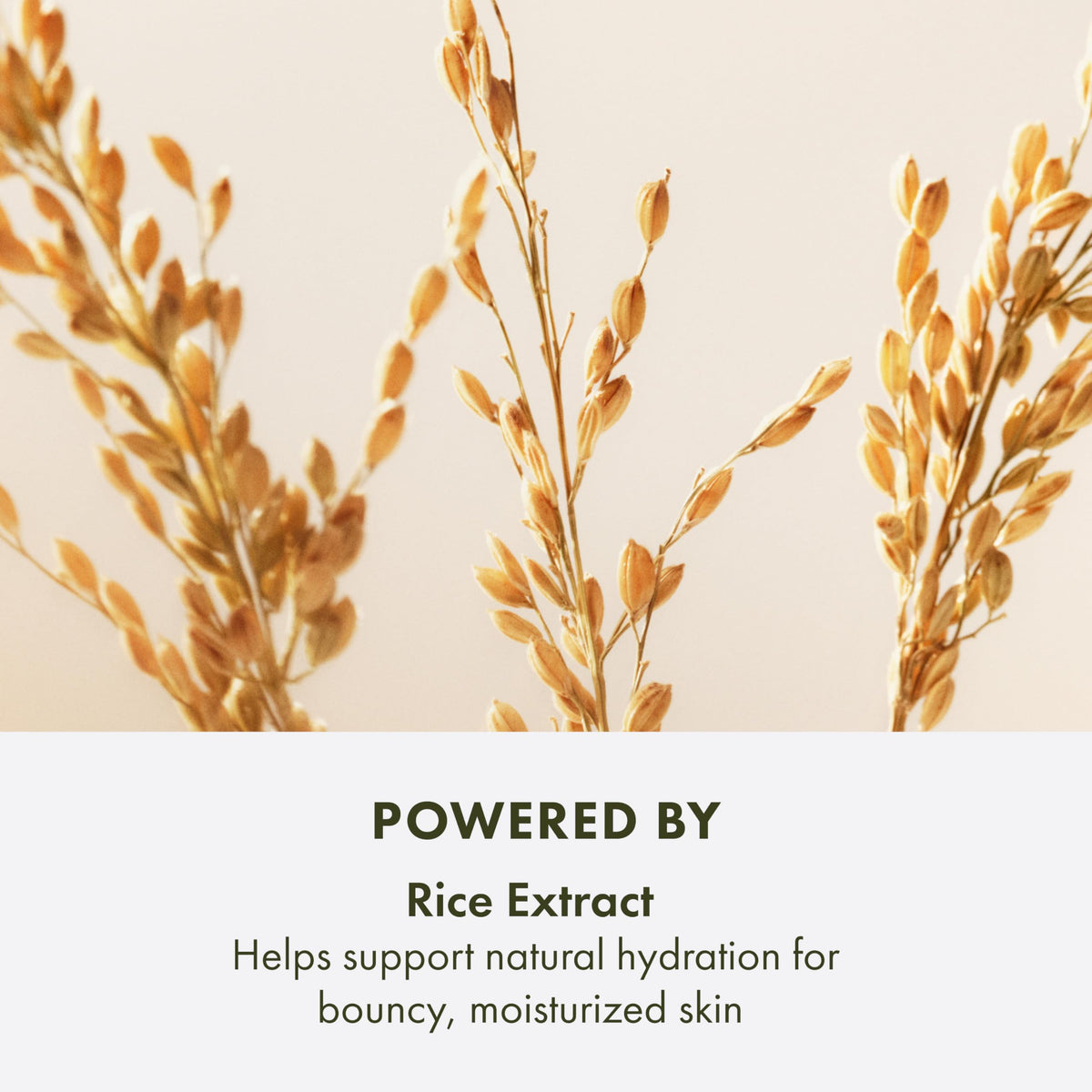Origins Plantscription Lifting Firming Peptide Moisturizer - Premium Selection Official Imagery - 7