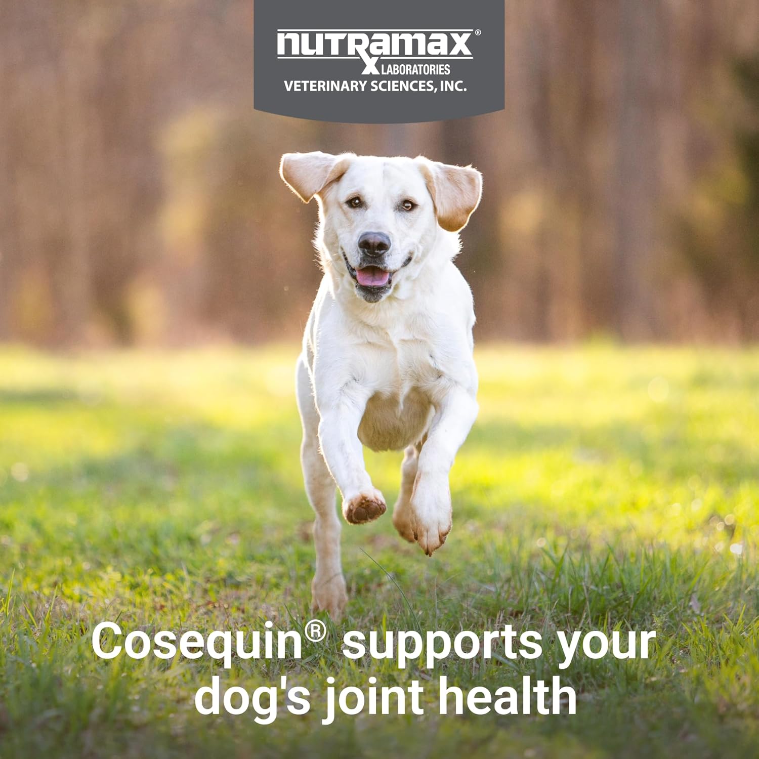 Nutramax Cosequin for Dogs joint health supplement bottle with label, designed for canine joint support and mobility.