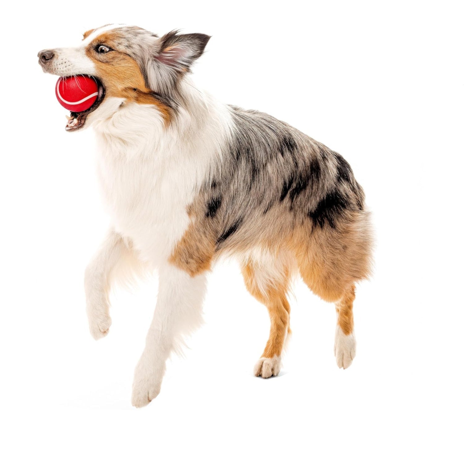 Playology squeaky dog chew ball, bouncy and durable floating fetch toy for dogs, ideal for chewing and playtime.