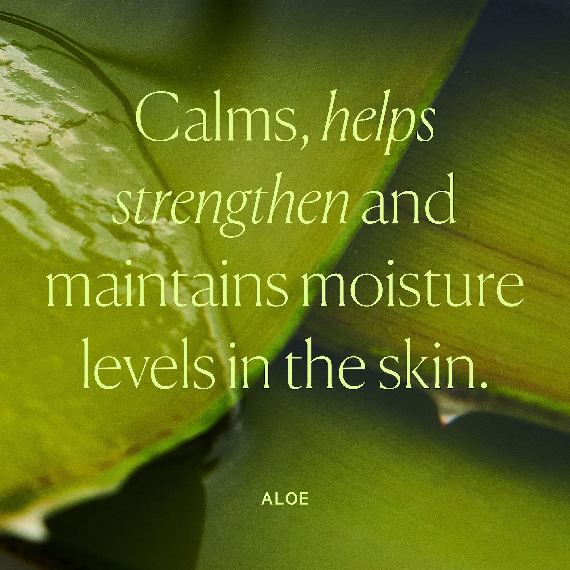 Well People Dewy Juice Hydrating Aloe Essence