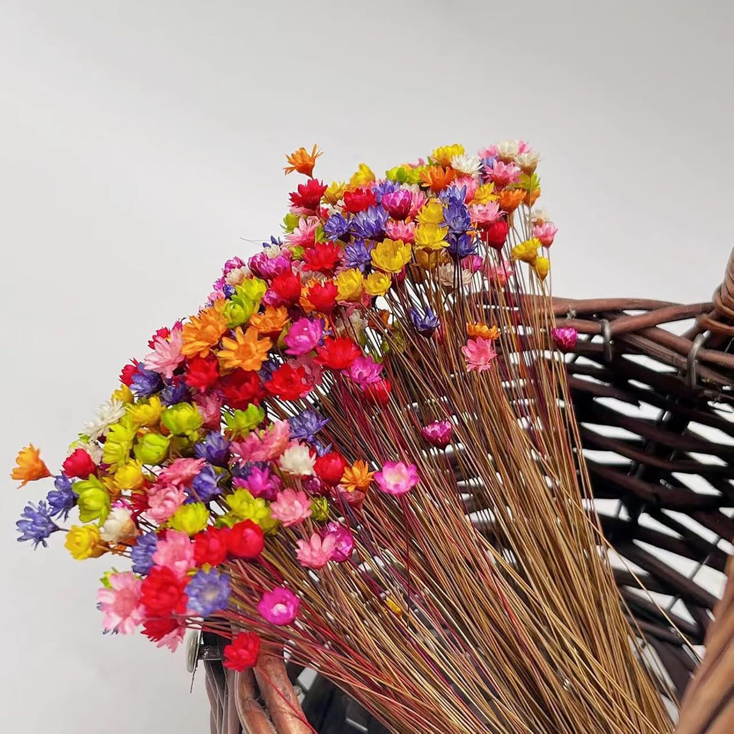 100 Stems Natural Dry Flowers Brazilian Small Star Daisy Decorative Dried  (Royal Blue)