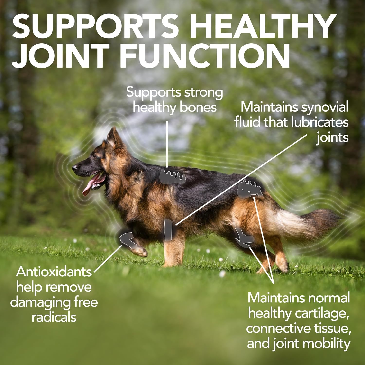 Vet's Best Advanced Hip & Joint Dog Supplements with Glucosamine, showing the supplement bottle and label.