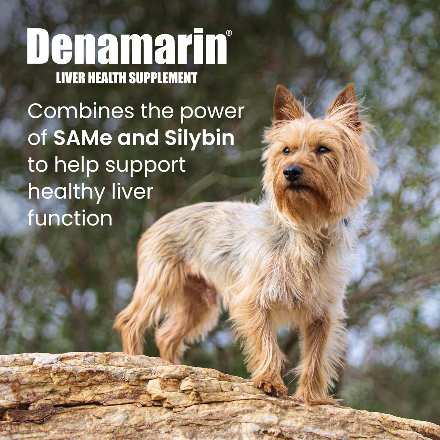 Nutramax Laboratories Denamarin liver health supplement for small dogs and cats, showing the product container and label.