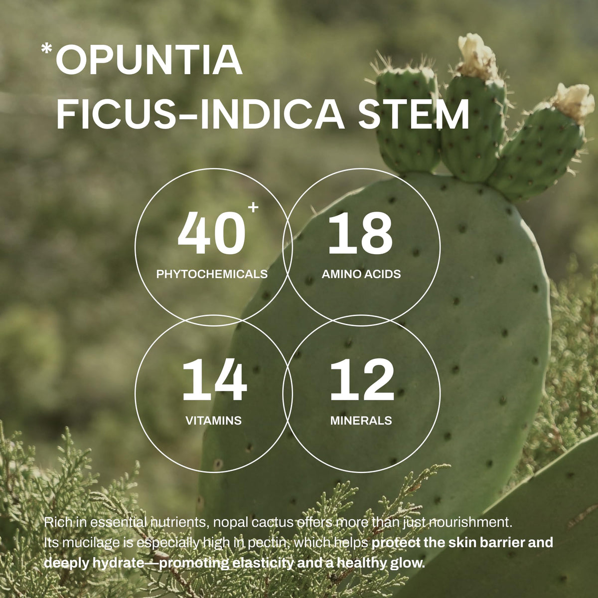 Whamisa Organic Cactus Bouncy Serum 48 hrs Inner Skin - Whamisa Official Imagery - 8