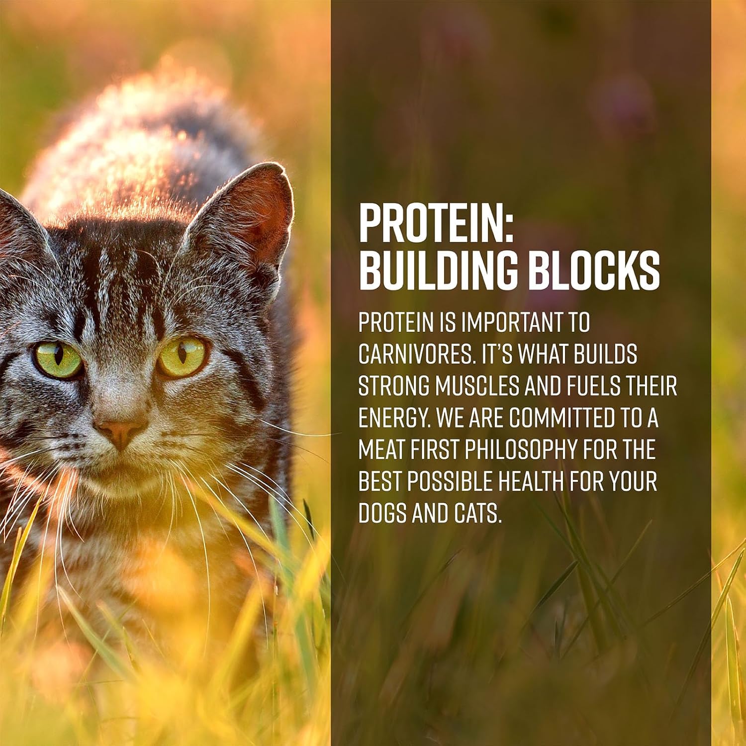 Essence Ranch & Meadow Cat Recipe dry cat food bag with image of cat food and natural ingredients on the packaging.