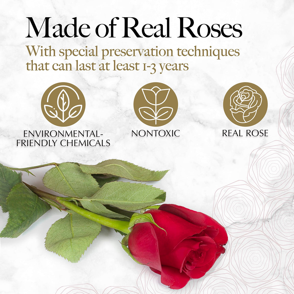 GLAMOUR BOUTIQUE Preserved Flowers 16 Forever Red Roses in - GLAMOUR BOUTIQUE Official Product Imagery - 4