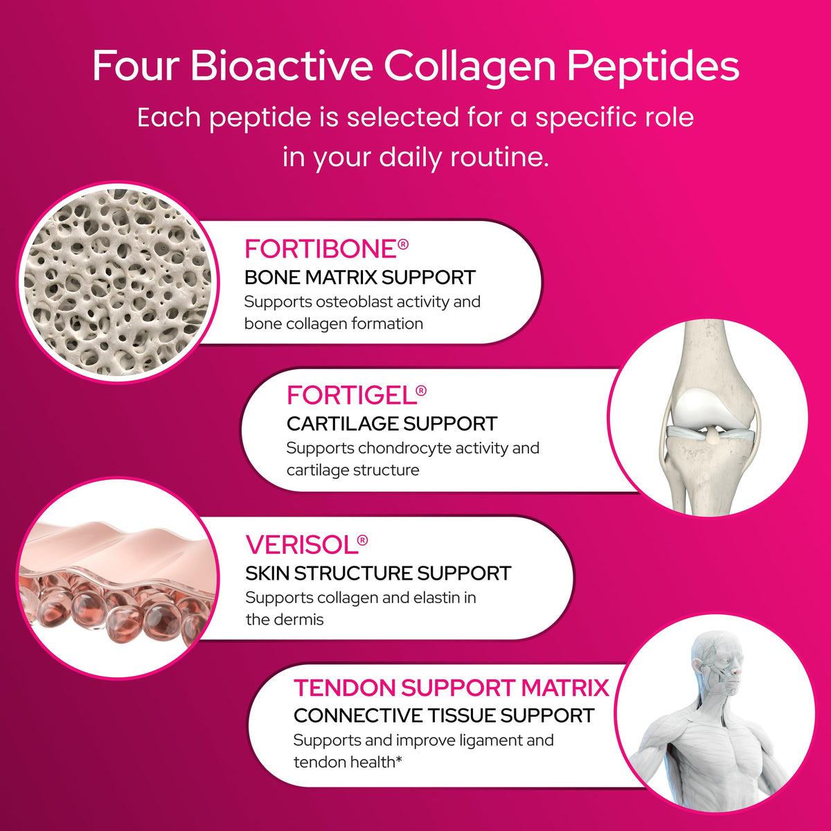 Collagen Peptides Powder FORTIBONE FORTIGEL VERISOL Tendon - Healthy Bones Co. Official Imagery - 5