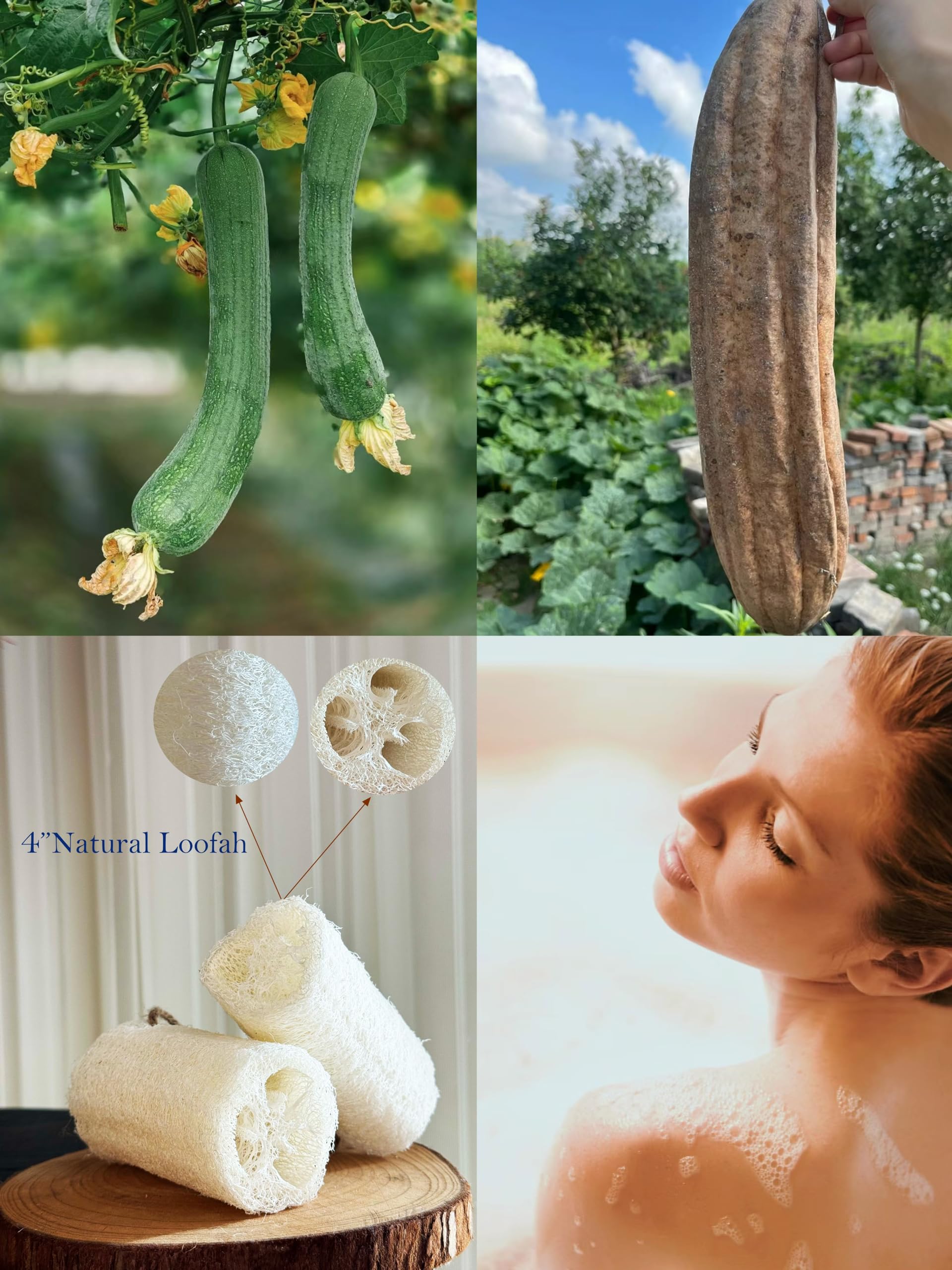 Rainbow Moon 100% Natural Loofah Exfoliating Body and Face Sponge Scrubber for - Rainbow Moon Official Product View 6