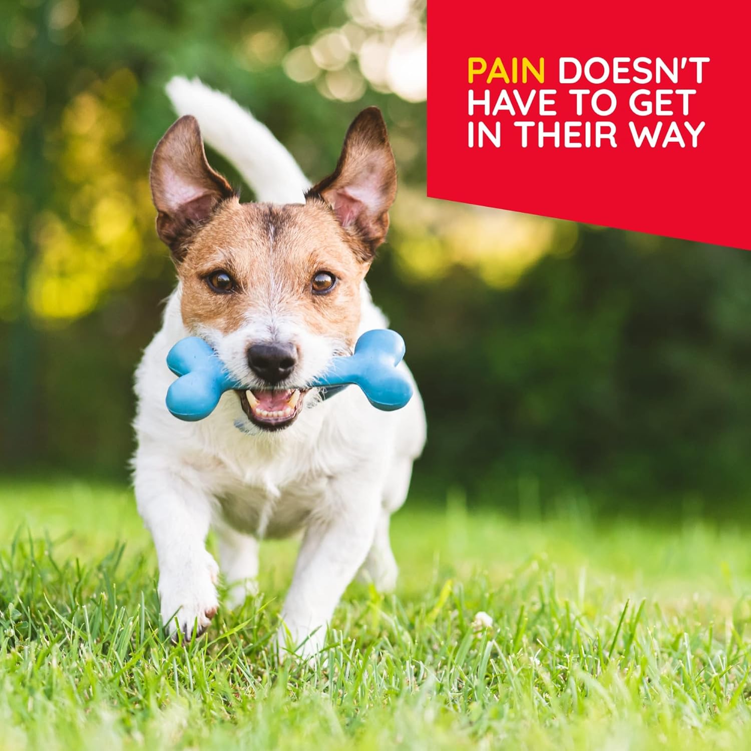 MediNatura T-Relief Pet Pain Relief Drops with arnica and natural medicines for pet discomfort, in a dropper bottle