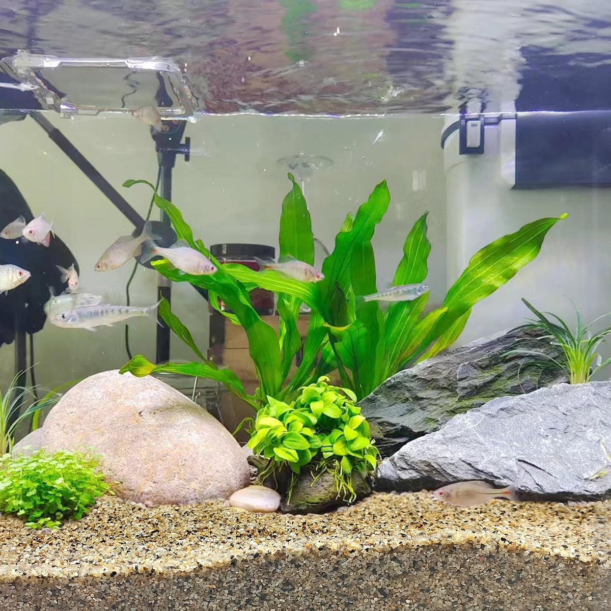 Aquarium Sand for Freshwater Tank 20 lbs Turtle Sand - FANTIAN Official Imagery - 5