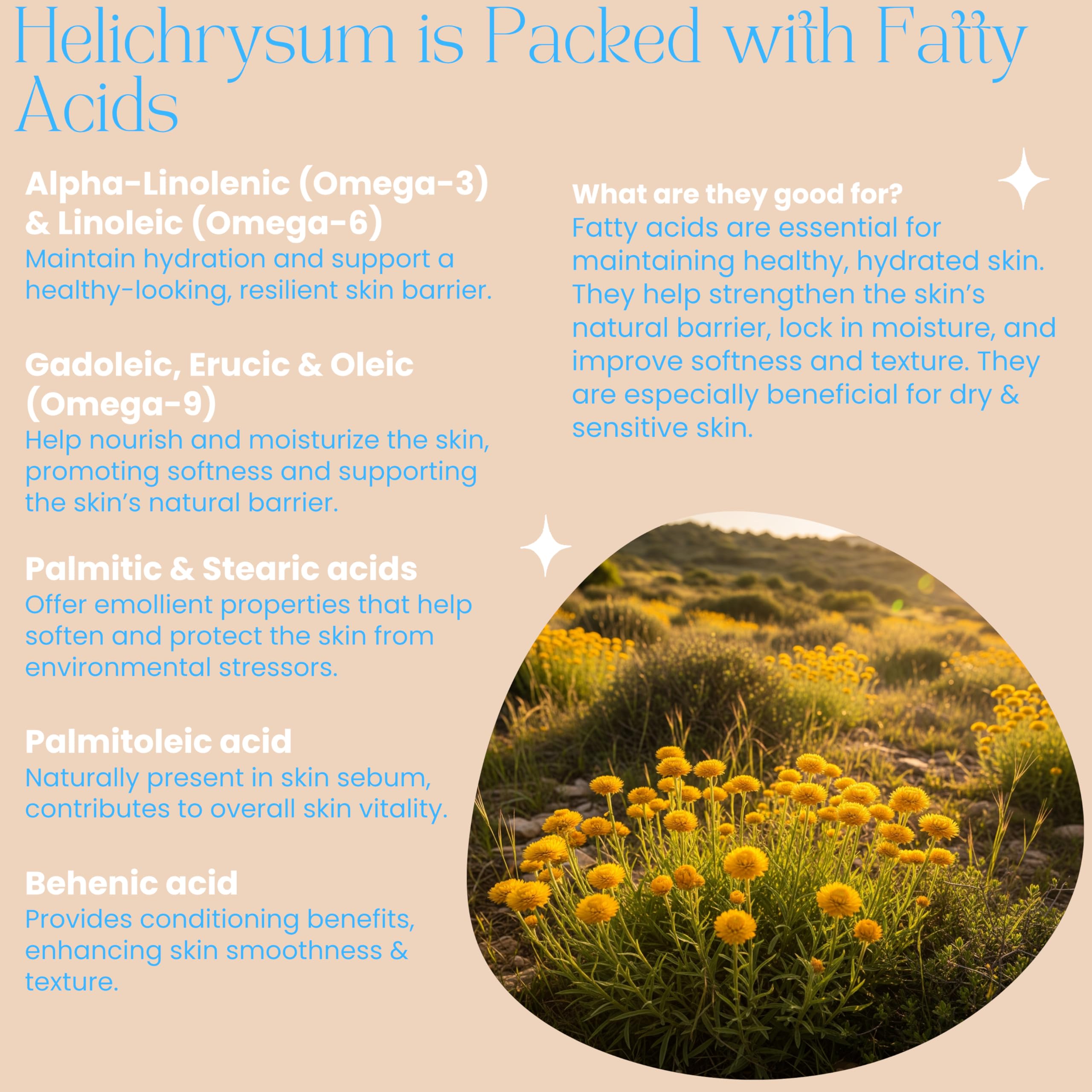 Beauty Glow Organic Helichrysum Balm - 2 oz Helichrysum Gymnocephalium, Shea Butter, Beeswax, Jojoba Oil Ultra-Moisturizing, Skin Healing, Full Body Hydration