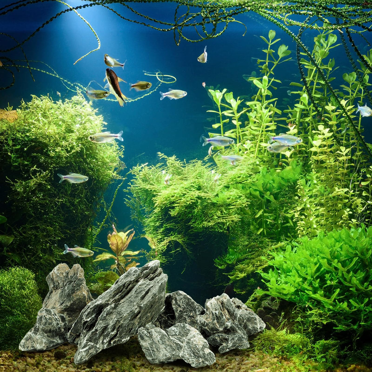 12lb Seiryu Stone Aquarium Rocks for Terrariums Paludarium - Eorbow Official Imagery - 8