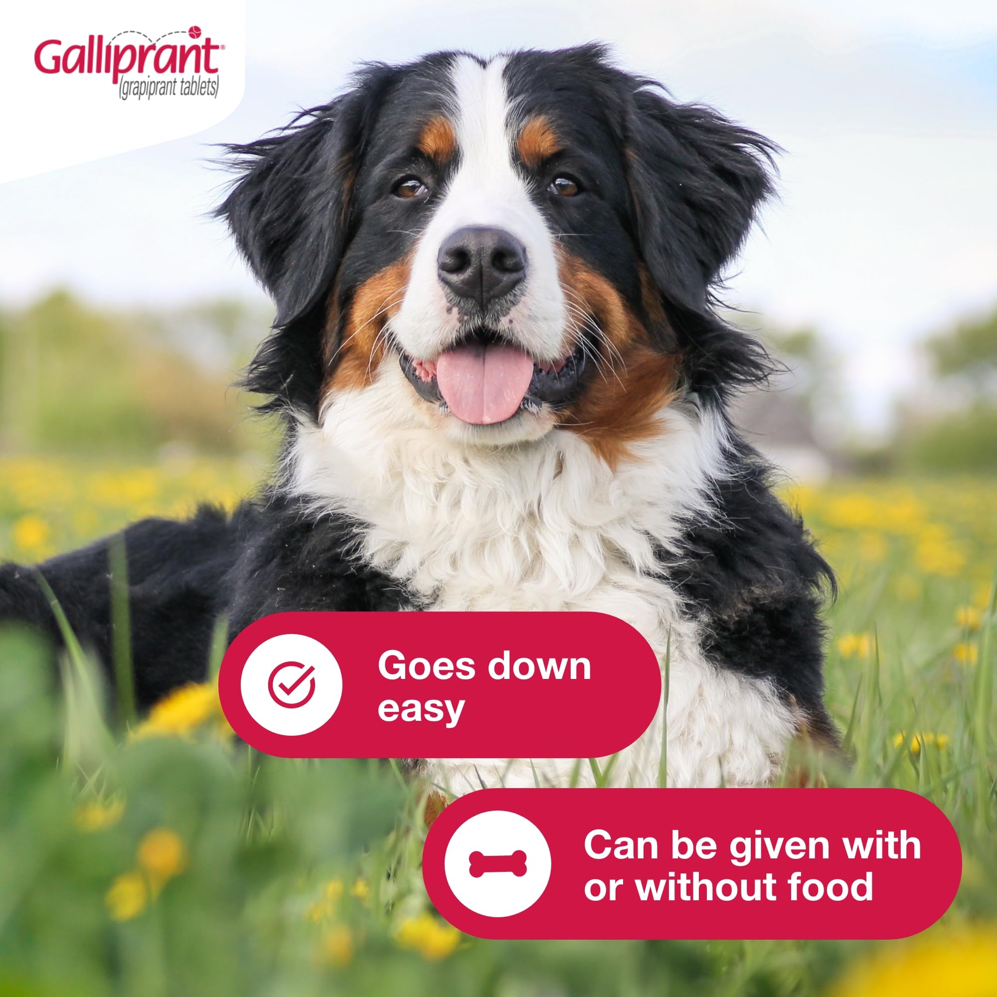 Galliprant   Tablets for Dogs, 100 mg, 30ct - Galliprant Official Product View 5