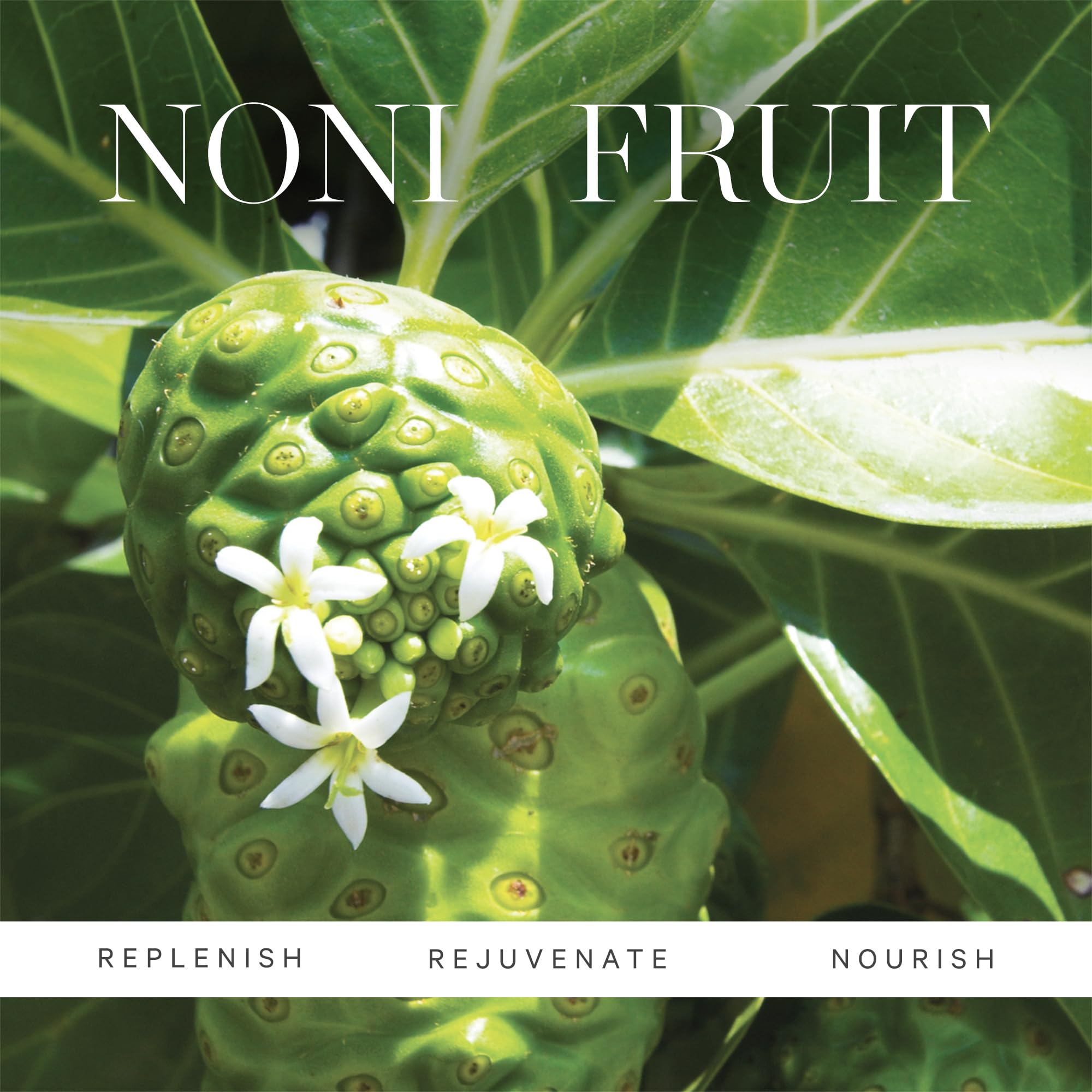 KORA Organics Noni Glow Body Oil Lightweight Fast Absorbing - KORA Organics Official Imagery - 6