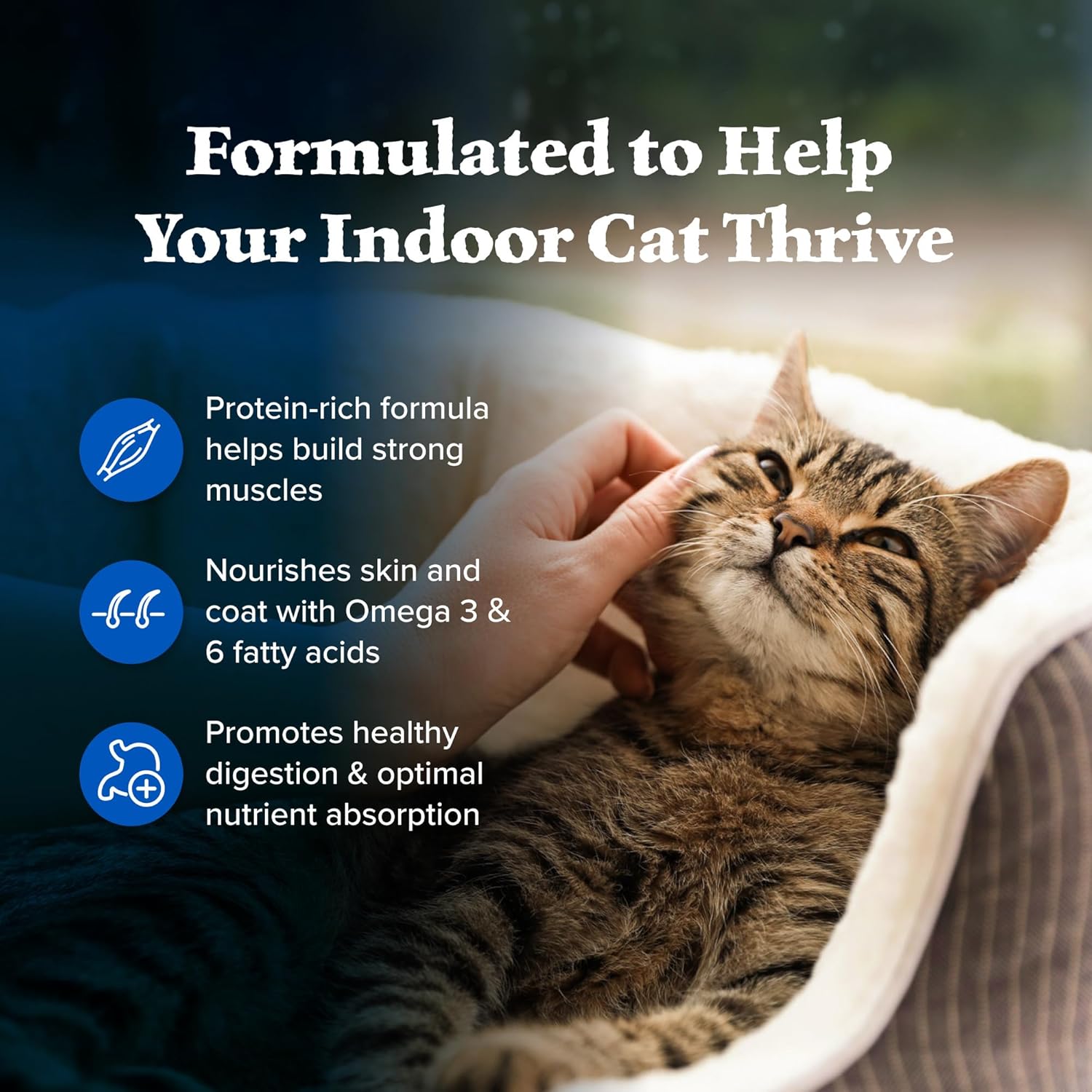 Blue Buffalo Wilderness adult dry cat food bag featuring high-protein, grain-free chicken flavor for indoor cats, 5-pound size
