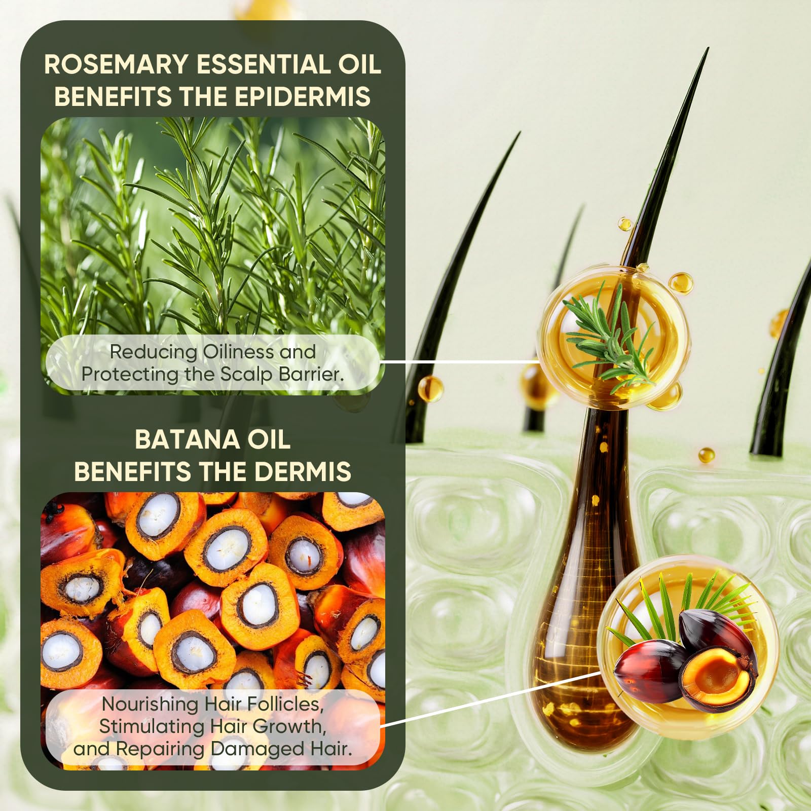 Agodafoo Batana Oil Shampoo for Hair Growth, Batana Oil & Rosemary Oil Shampoo - Agodafoo Official Product View 5
