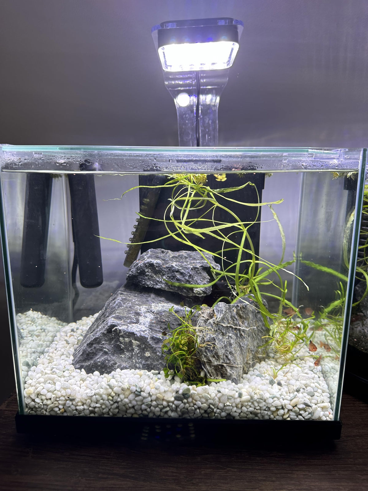 Aqua Natural Iwagumi Pebble Substrate Silver 7 7lb - Aqua Natural Official Imagery - 5