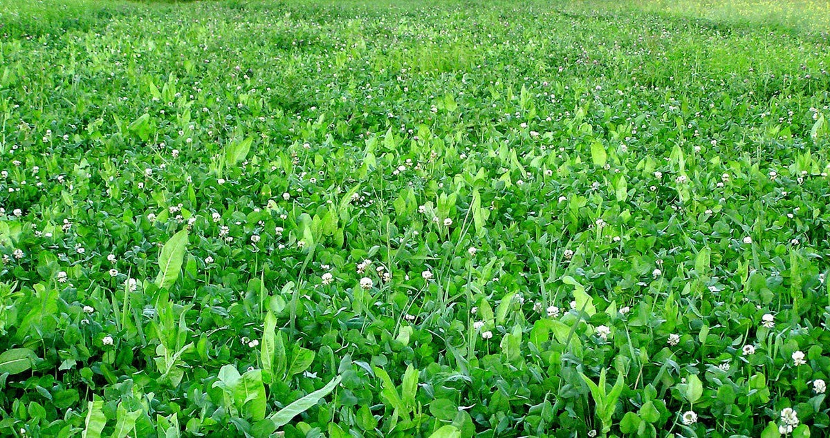Whitetail Institute FUSION Deer Food Plot Seed for Spring or - Whitetail Institute Official Imagery - 7
