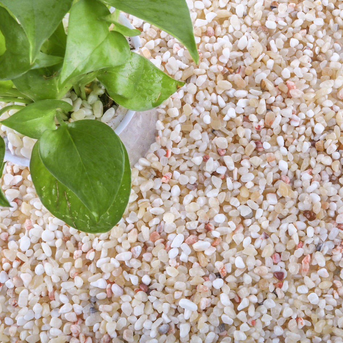 CJGQ 18lb Aquarium Gravel for Plants 1 5Inch Outdoor - CJGQ Official Imagery - 1