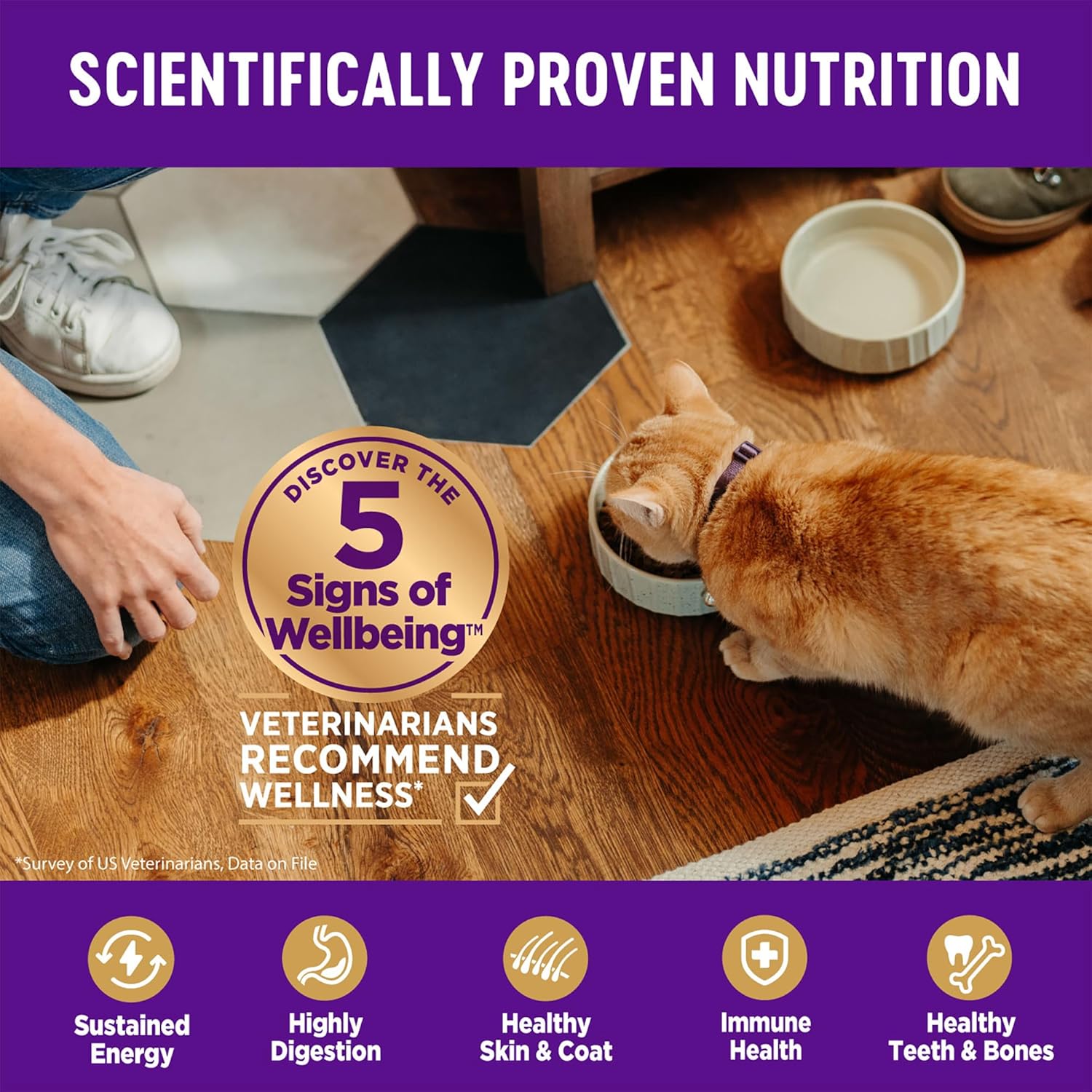 Wellness Complete Health adult dry cat food bag for indoor cats, grain-free with chicken and chicken meal, 5.5 pounds
