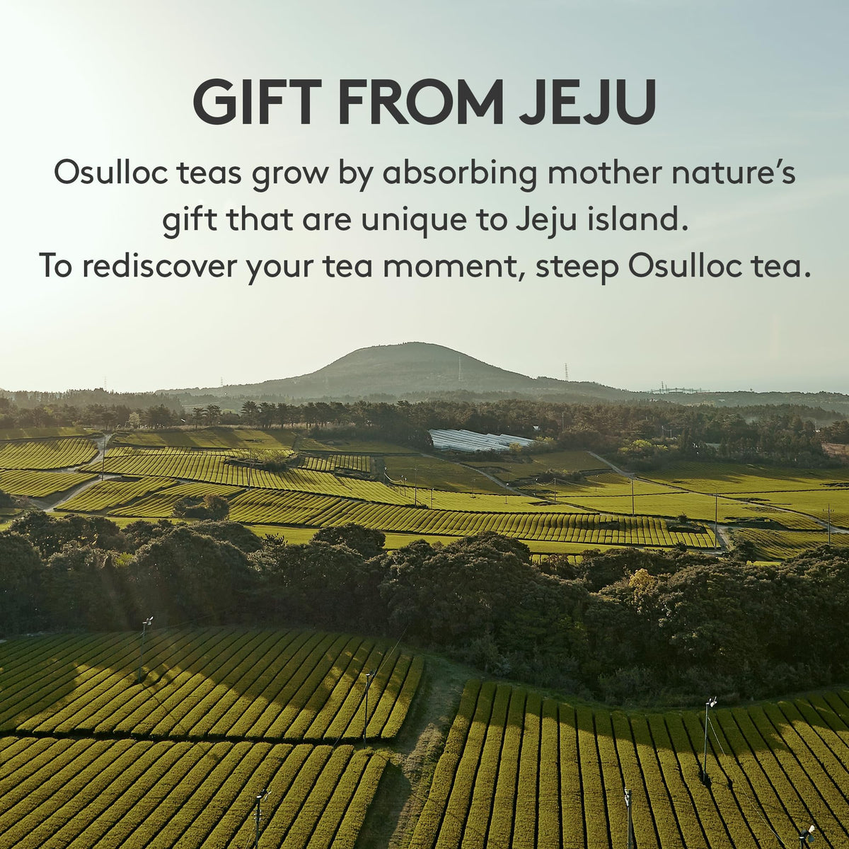 OSULLOC Premium Tea Collection Self Care Sampler Gift Box - Osulloc Official Imagery - 8