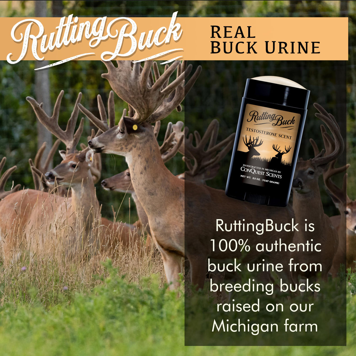 Conquest Scents RuttingBuck Hunting Scent Deer Attractant - Conquest Scents Official Imagery - 3