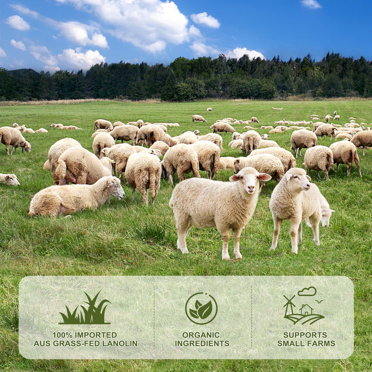 CHIALING Handmade Lanolin - Chialing Official Imagery - 5
