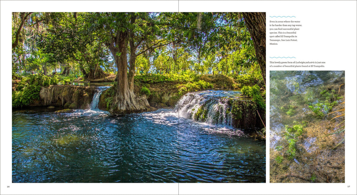 Sunken Gardens A Step by Step Guide to Planting Freshwater - by               
		   Karen A. Randall     
       			(Author) 
       	             Format: Paperback Official Imagery - 6