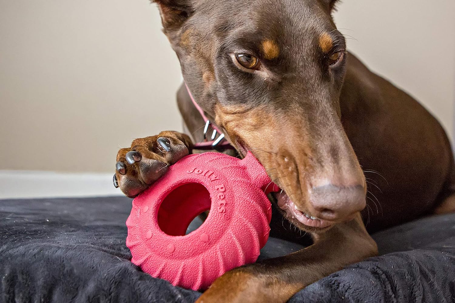 Red Jolly Pets Tuff Treader dog toy with handle, 6-inch durable chew toy suitable for all breed sizes