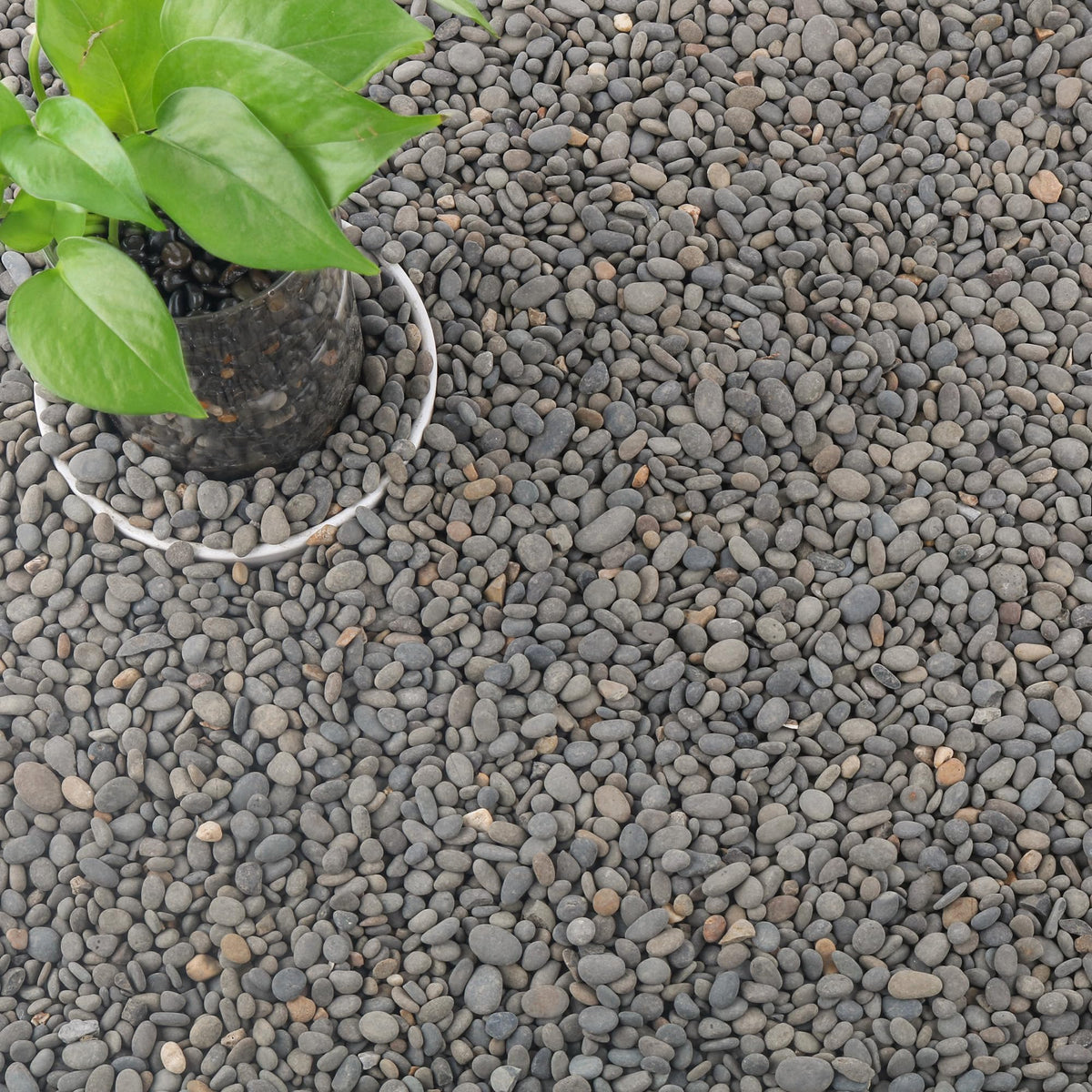 CJGQ 18lb Aquarium Gravel for Plants Decorative River Rocks - CJGQ Official Imagery - 1