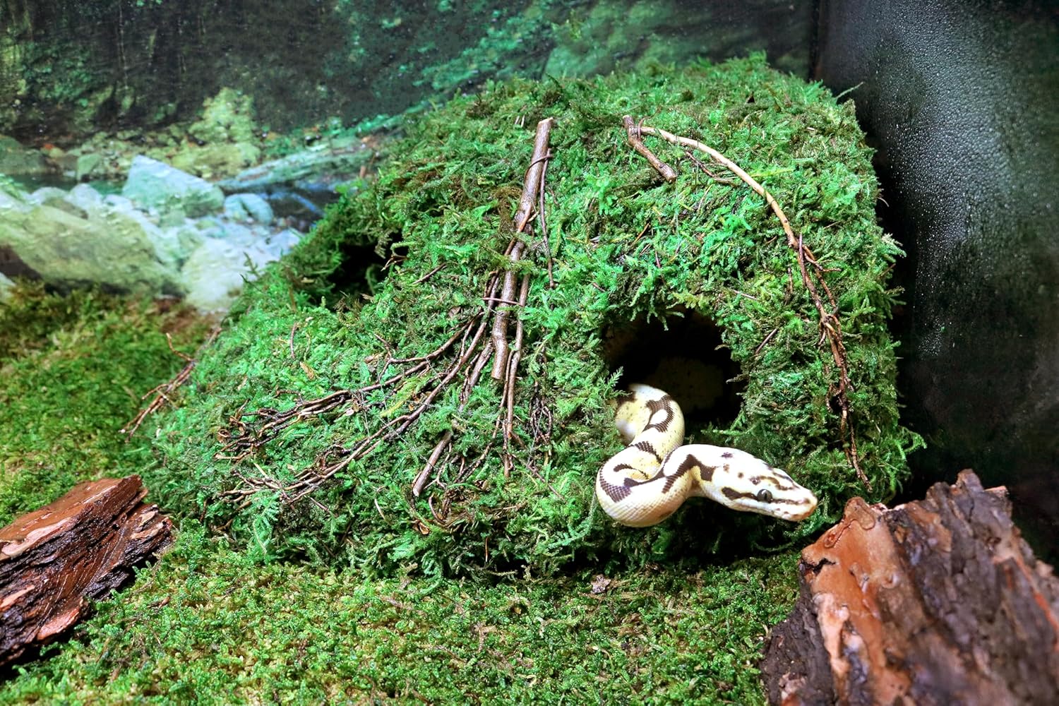 Galápagos Mossy Sapa Corner Reptile Hide showing a natural mossy exterior and interior for secure reptile and amphibian shelter.