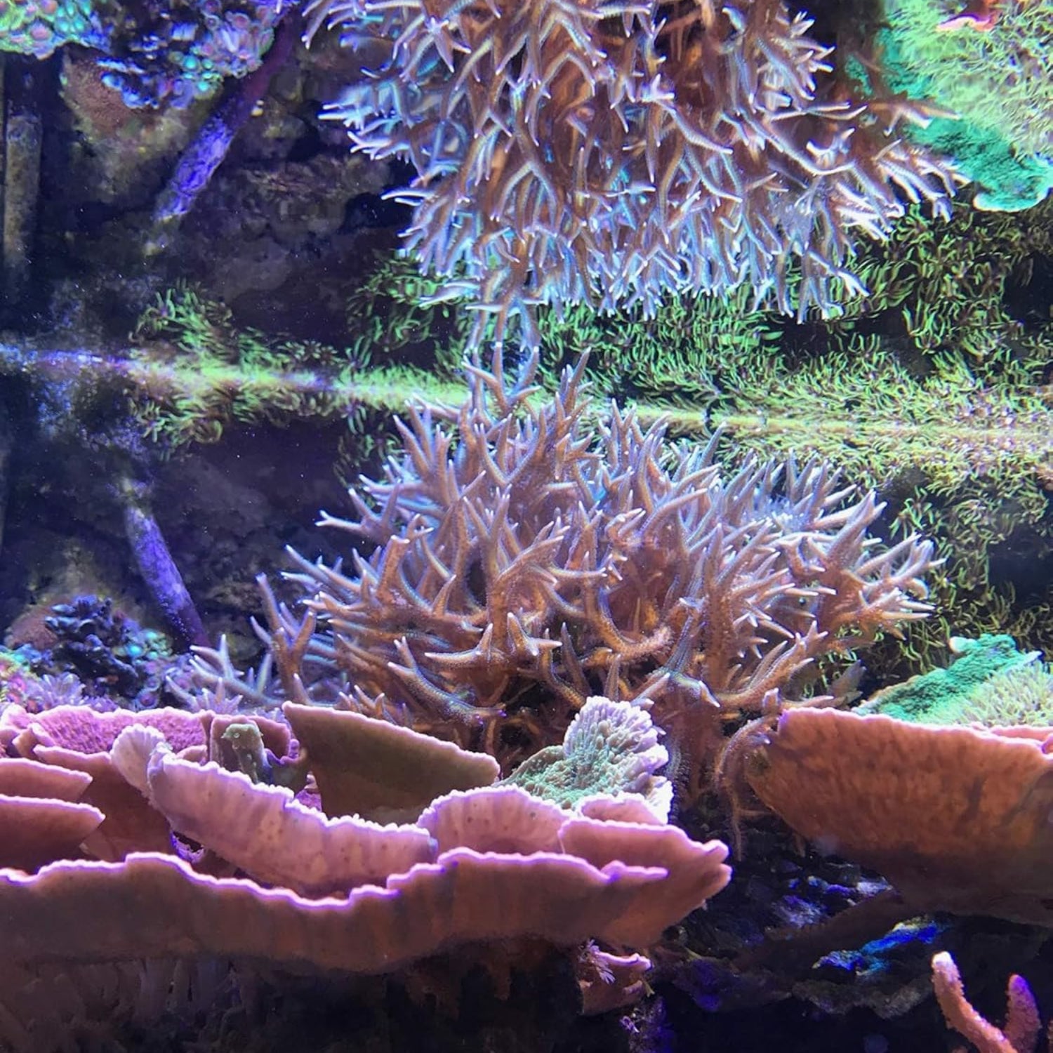 Seachem Reef Complete 2L bottle for marine aquarium calcium and supplement, with a white cap and label featuring blue and green accents.