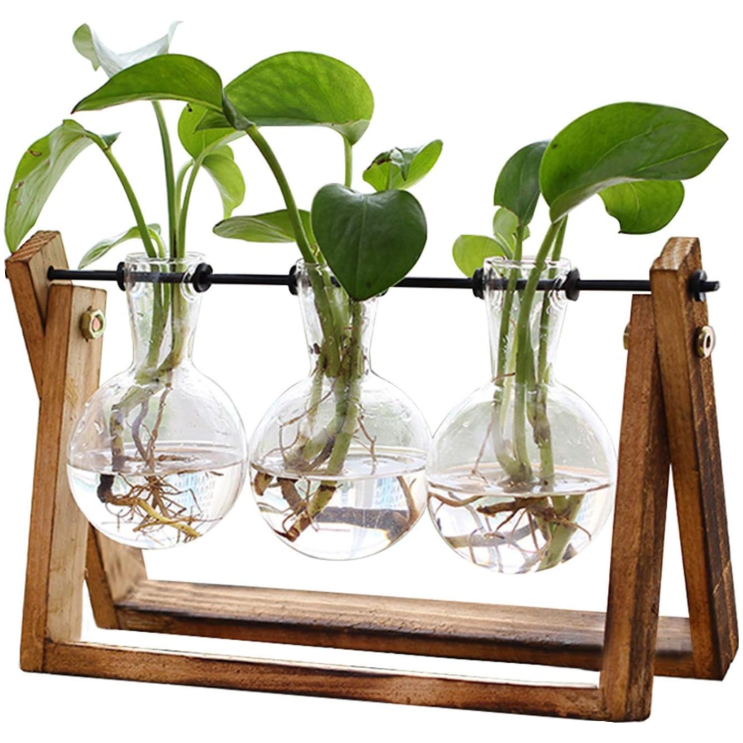 Three glass terrariums with plants on a wooden stand