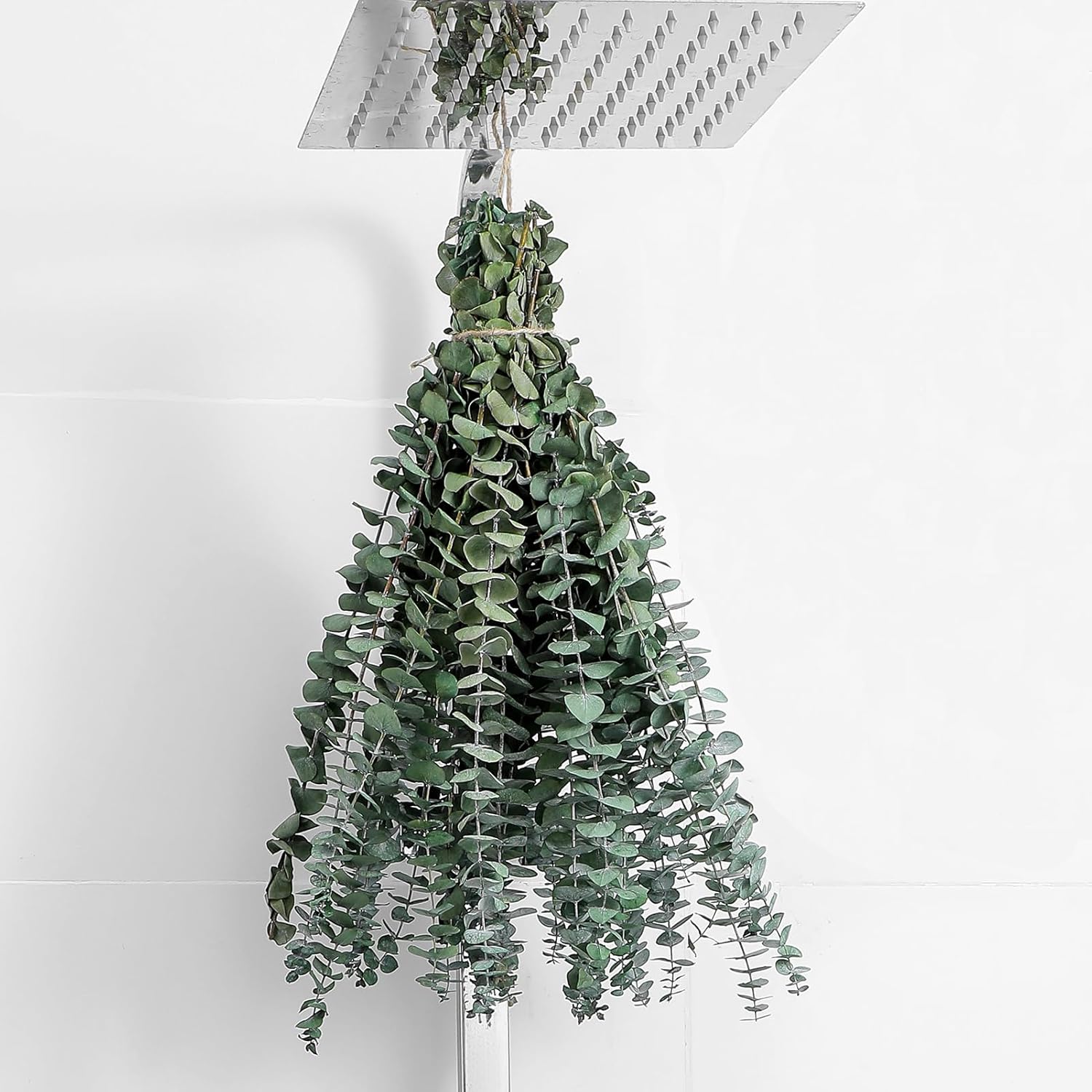Hanging eucalyptus plant on a white background